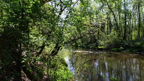 The river at the spring Stock Footage 74208092