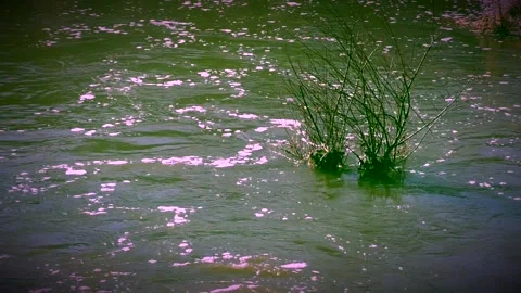 River in spring Stock Footage 143689183