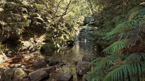 River spring in a forest . Coromandel, New Zealand Stock Footage 262697905