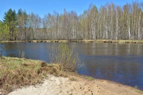 River in spring forest. Stock Photos