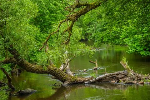 River in the spring forest Stock Photos