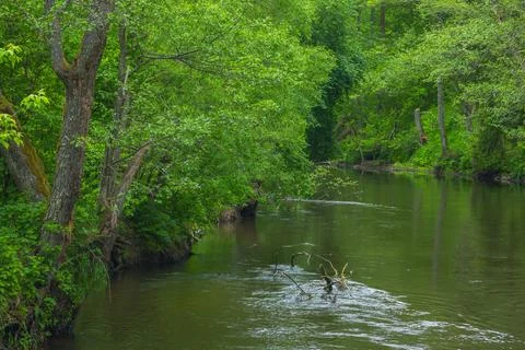 River in the spring forest Stock Photos