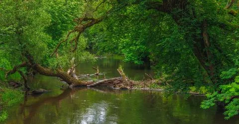 River in the spring forest Stock Photos