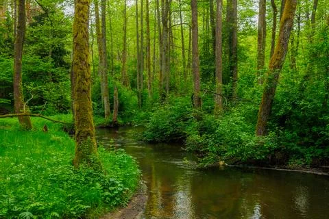 River in the spring forest Stock Photos