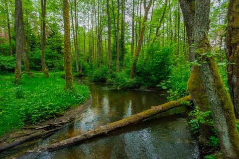 River in the spring forest Stock Photos