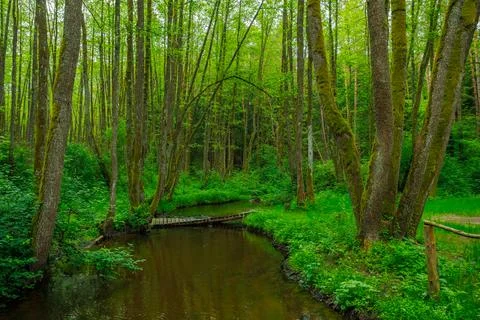 River in the spring forest Stock Photos