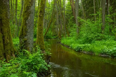 River in the spring forest Stock Photos