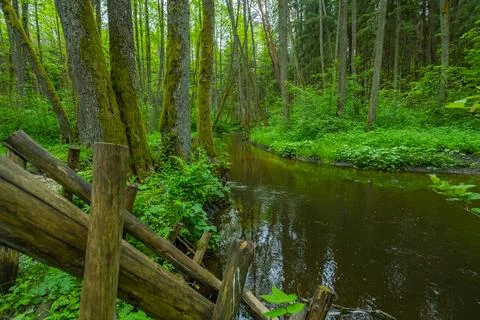 River in the spring forest Stock Photos