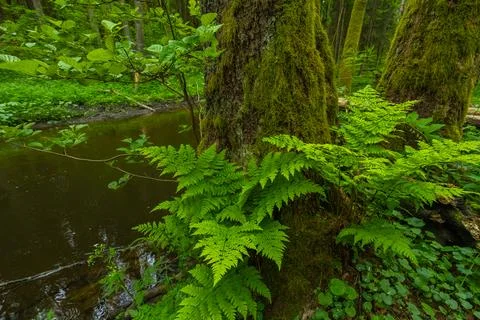 River in the spring forest Stock Photos
