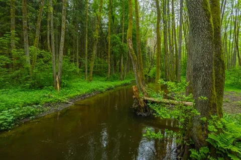 River in the spring forest Stock Photos