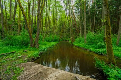 River in the spring forest Stock Photos