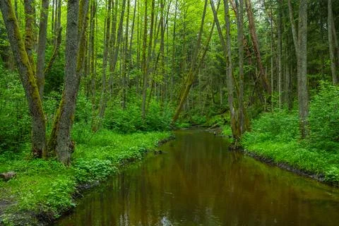 River in the spring forest Stock Photos