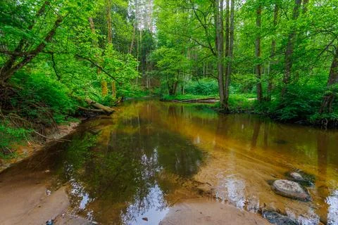 River in the spring forest Stock Photos