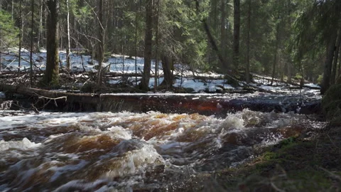 River in the spring forest, water flow. Vidéo 152612421