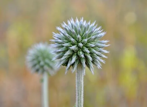 River spring plants. Stock Photos