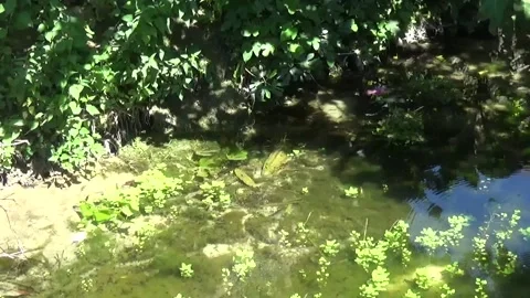 A river with standing water, under the branches of a large tree on a hot day 库存影片 335706628