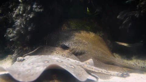 River stingrays (Potamotrygonidae) Video stock 205031469