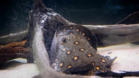River Stingrays swimming underwater Stock Footage 94407591