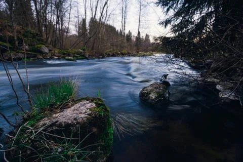 River stone and trees. Rapid river in the middle of the forest. Water stream Stock Photos