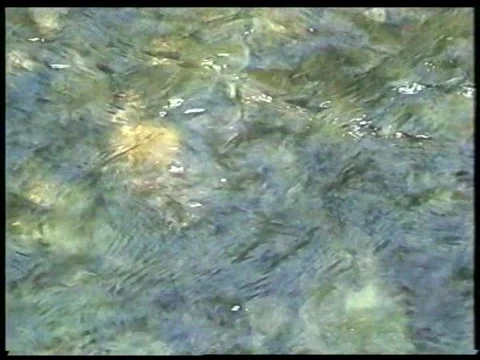 River Stones Vídeos de archivo 340541667
