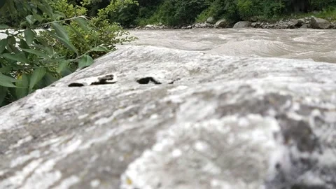 River Stones forest trees Video stock 157806064