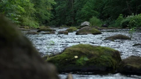 River with stones in a summer forest Video stock 160989147