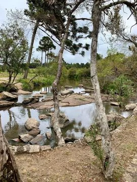 River of stones with trees Stock Photos