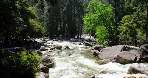 River stream and green trees in Yosemite National Park in California Stock Footage 279068019