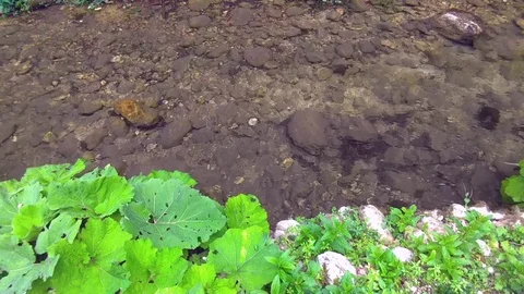 River stream and leaf Stock Footage 115165369