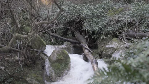 River stream closeup between rocks and plants, 4K, DNxHR Video stock 152531190