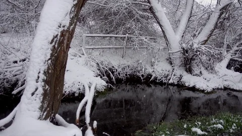 River stream with fallen trees in the forest in winter. Stock Footage 83494541