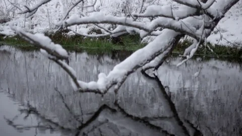 River stream with fallen trees in the forest in winter. Stock Footage 83702252
