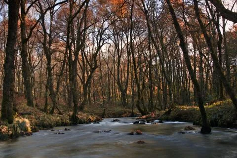 River stream with fast and high flow in autumn Stock Photos