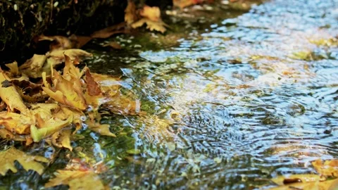 RIVER STREAM FLOW SMAL WITH PLATAN LEAVES GREECE THESSALONIKI Video stock 279265605