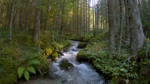 River stream flowing across thick green mountain forest forest with moss Stock-Footage 150559176