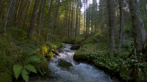 River stream flowing across thick green mountain forest forest with moss Stock Footage 150559314