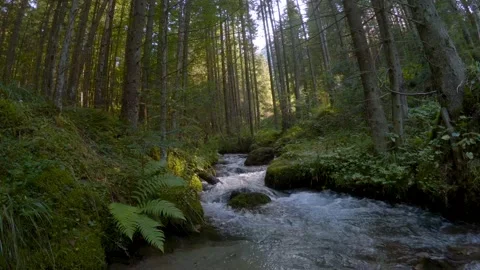 River stream flowing across thick green mountain forest forest with moss Video stock 150559432