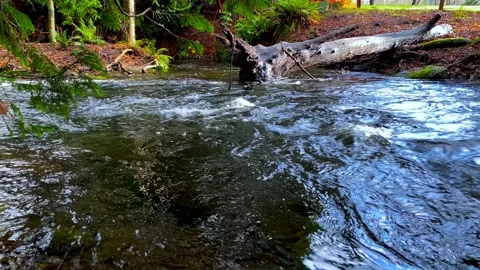 River Stream Flowing with an Old Log with Roots on a Side. 4k. Slow Motion. Stock Footage 145297791