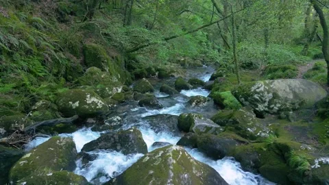 River Stream Flowing Over Mossy Rocks In Waterfall Stock Footage 275279967