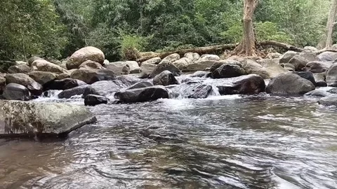 River Stream Flowing Over Rocks in Dense Forest - Tropical Jungle Nature 1080p Stock Footage 329086044
