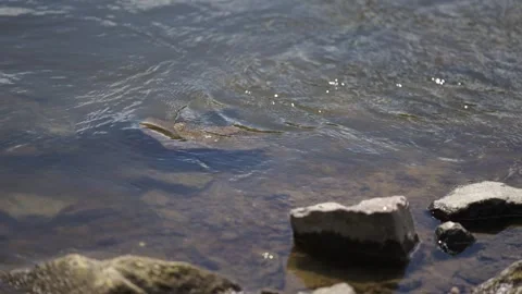 A river stream flowing over stones. A fast, rocky river Video stock 340321372