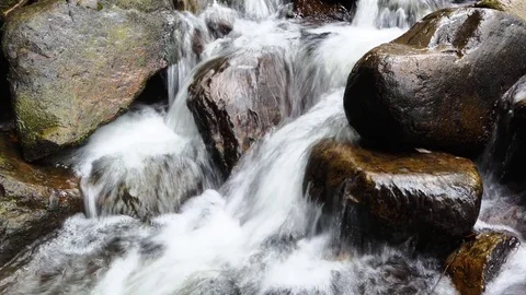 River stream in the forest Vidéo 83721486