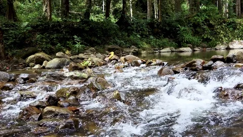 River stream in the forest Vidéo 83721532