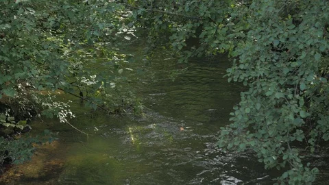 River Stream In The Forest Stock Footage 118695294