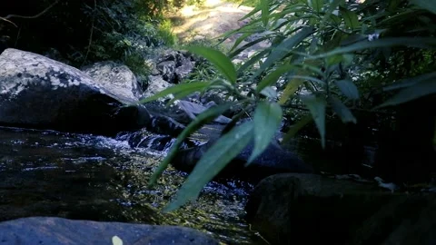 River stream in the forest Stockbeeldmateriaal 219418527