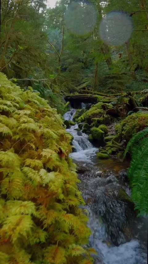River stream in the forest Stock Footage 274867056