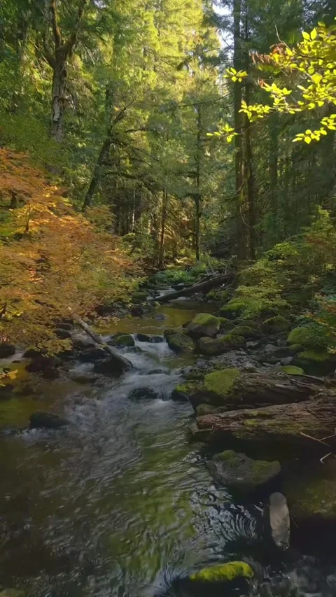 River stream in the forest Stock Footage 274867501