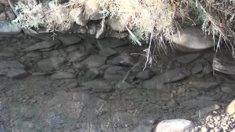 A river stream with gentle waves meandering past green, stock footage. Stock Footage 304784640