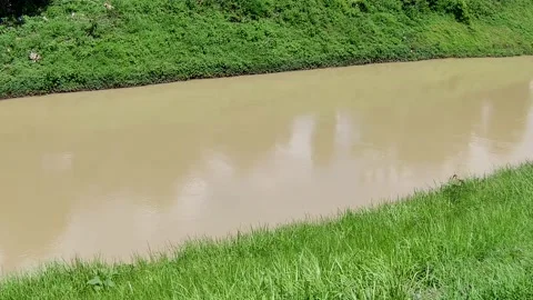River stream with green grass surround Stock Footage 167539644