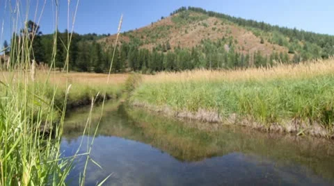 River stream hay grass plains dolly Stock Footage 8993484